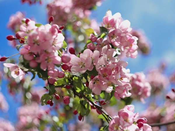 розовая яблоня