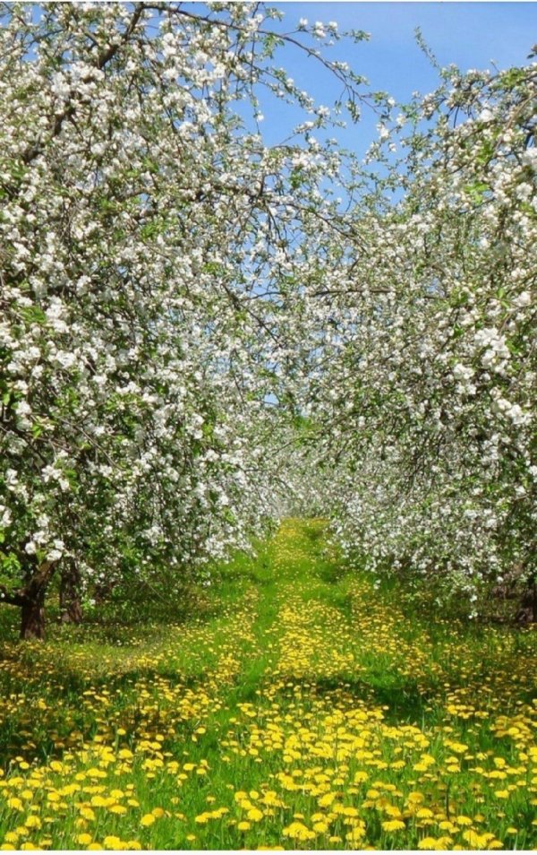 яблоневые сады
