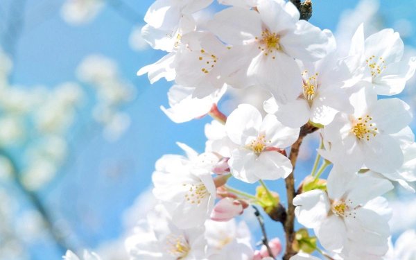 Май природа