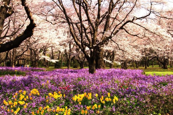 весеннее цветение