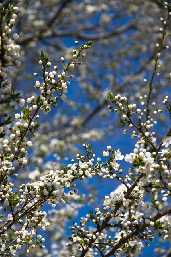 терновник цветение