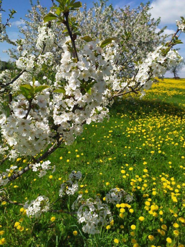 цветущие сады