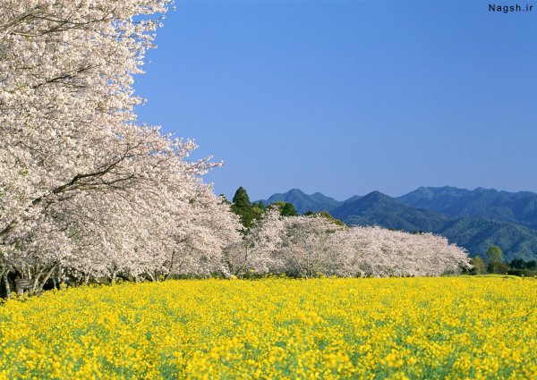 весенняя природа