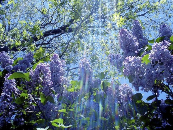 апрельская сирень