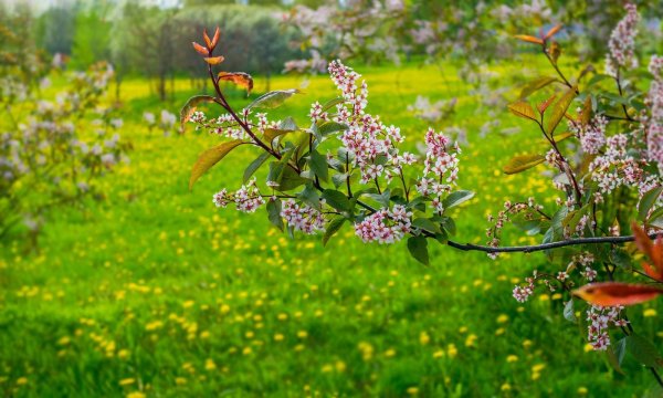 черемуха колората
