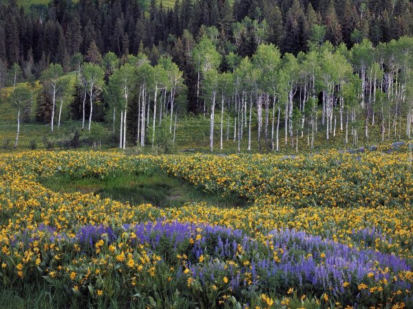 саракташ березовая роща