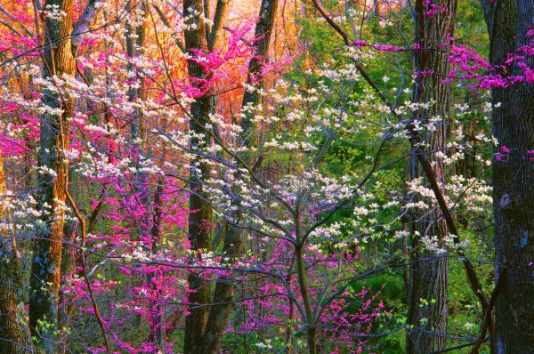 весенний лес