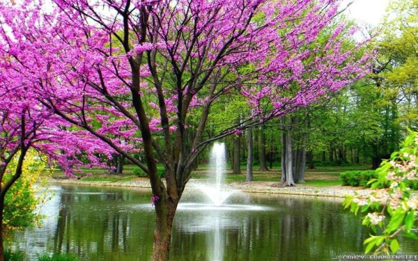 церцис канадский