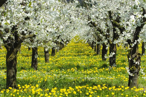 весенние сады