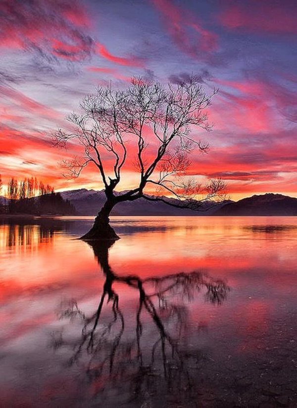 дерево ванака новая зеландия