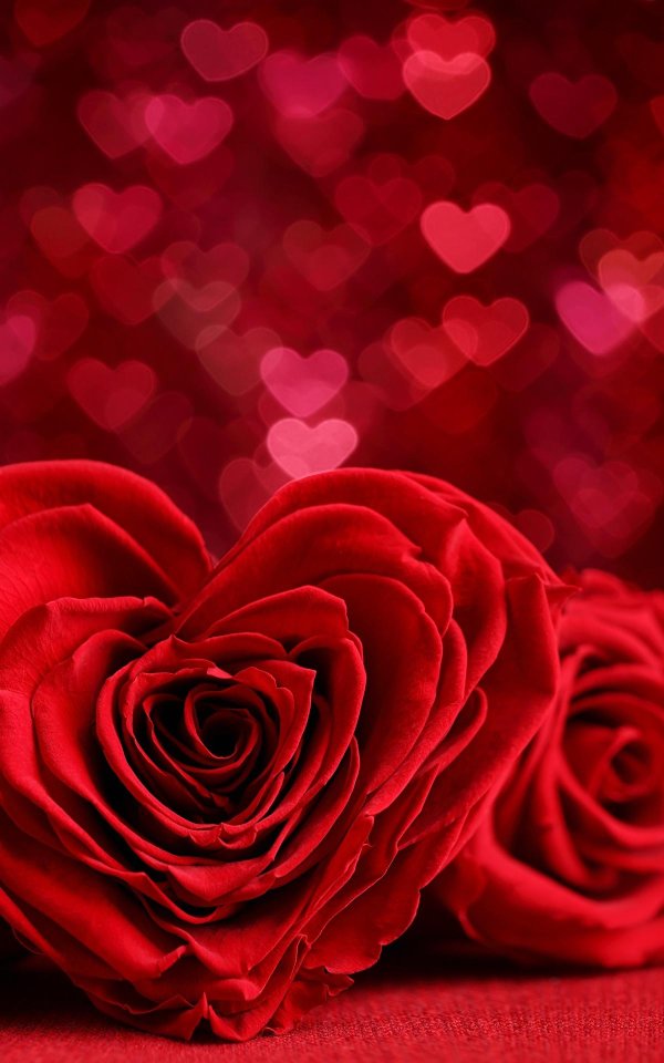 красная роза