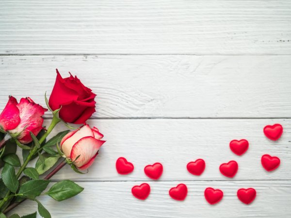 красная роза любви