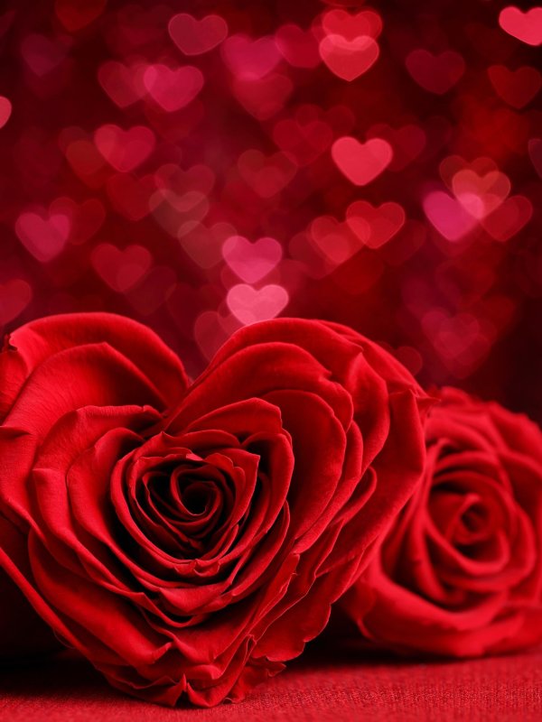 красная роза