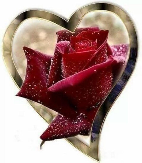 роза красивая