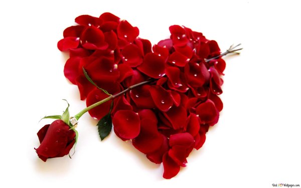 лепестки роз