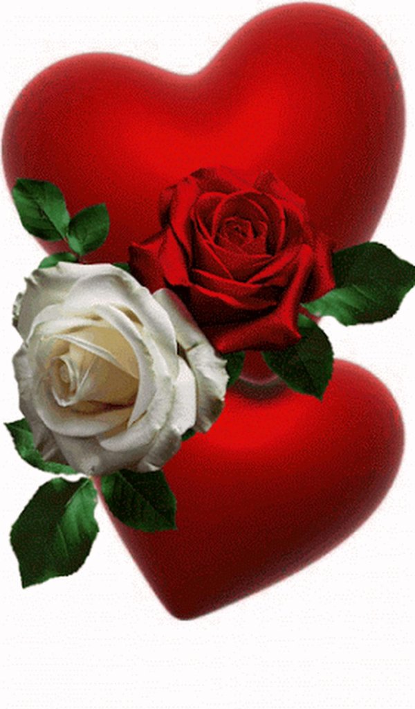 красная роза