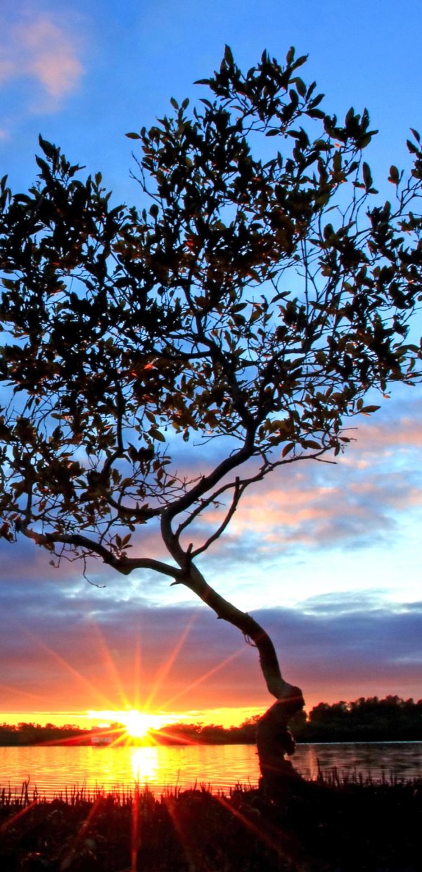 дерево на рассвете