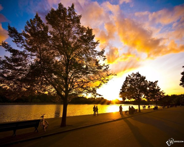 дерево пейзаж