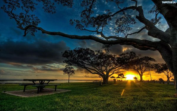 деревья вечером