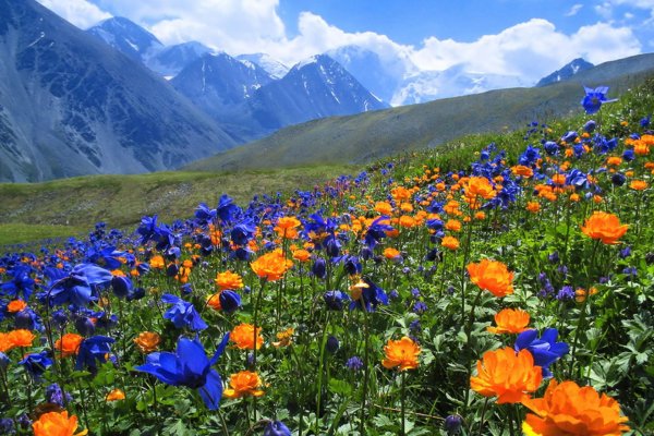 катунский заповедник альпийские луга