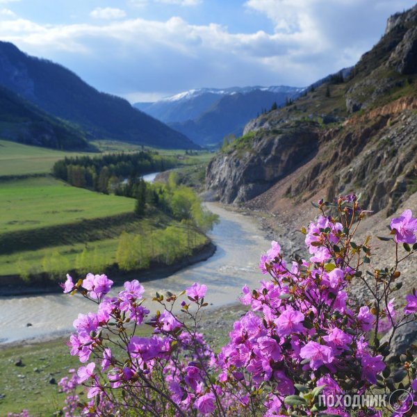 горно алтайск цветение маральника