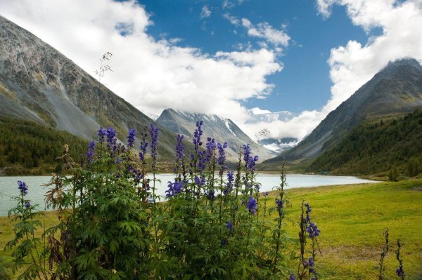 Природа горного алтая