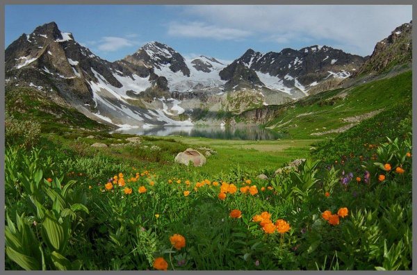 катунский биосферный заповедник флора