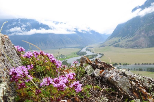 чуйский тракт маральник
