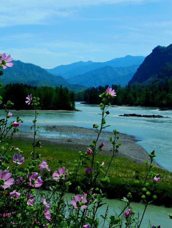 горно алтайск цветение маральника