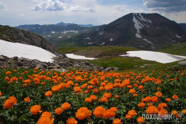 цветок огонек кузнецкий алатау