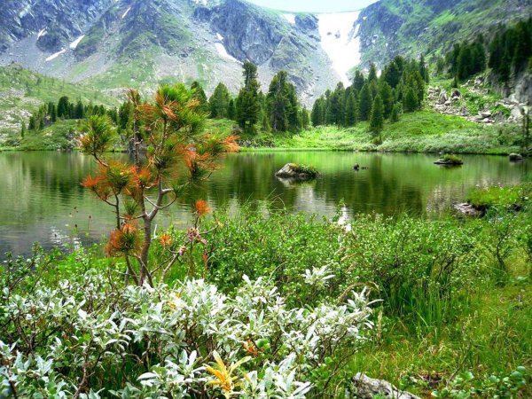 природа алтайского края