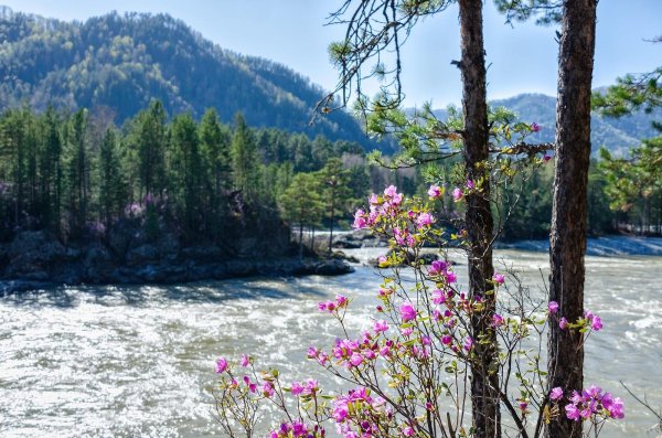 цветение маральника манжерок