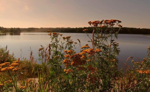 пижма полевая