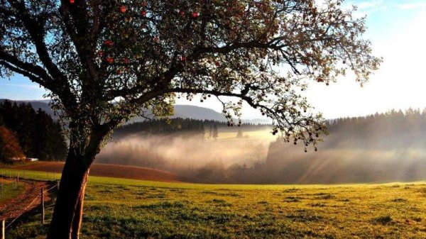 яблоня дерево