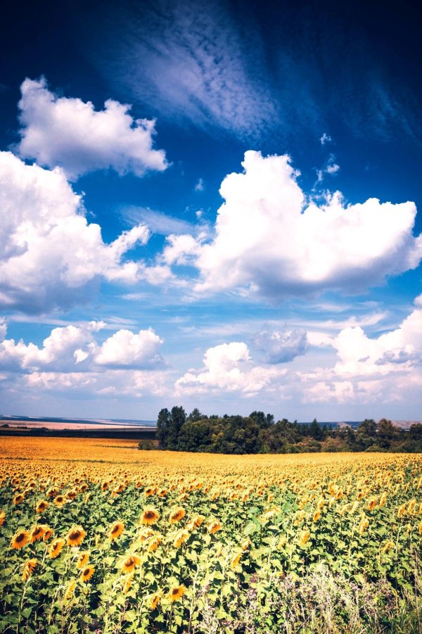 подсолнуховые поля ростовская область