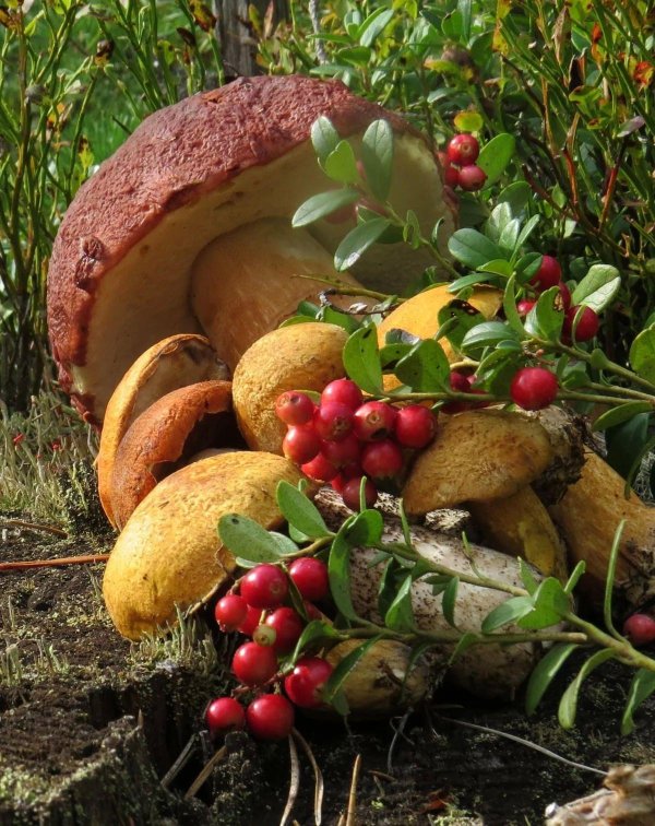 осенние дары природы