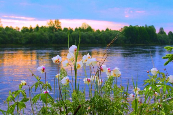 озеро селигер кувшинки
