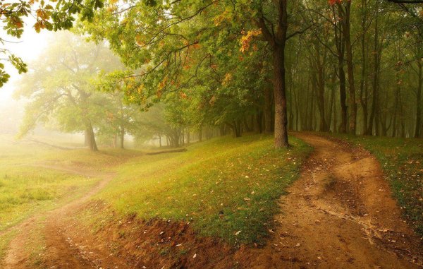 лесная туманная тропа