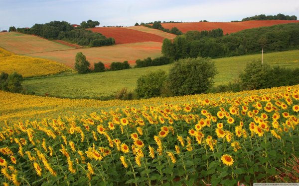 sunflower field