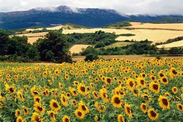 подсолнечные поля тосканаиталия
