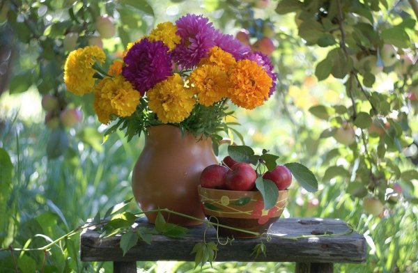 осенние цветы в саду