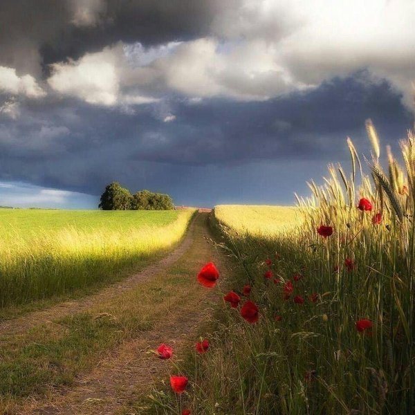 пейзажи летние