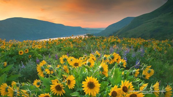 кубань горы и поля с подсолнухами