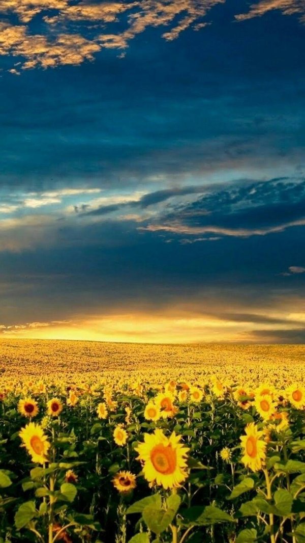 анапа подсолнуховые поля