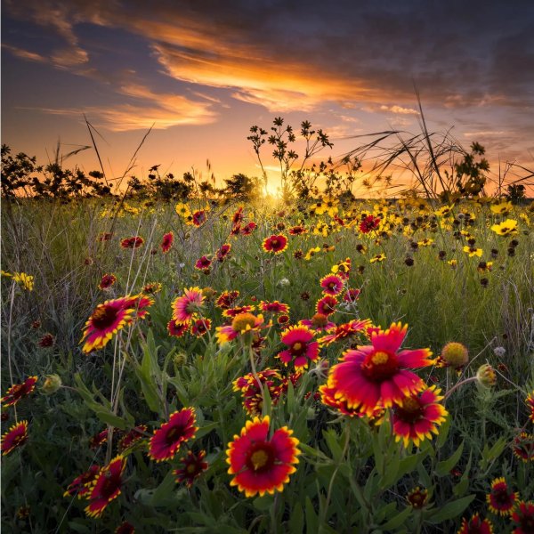 гайлардия гелиос многолетняя