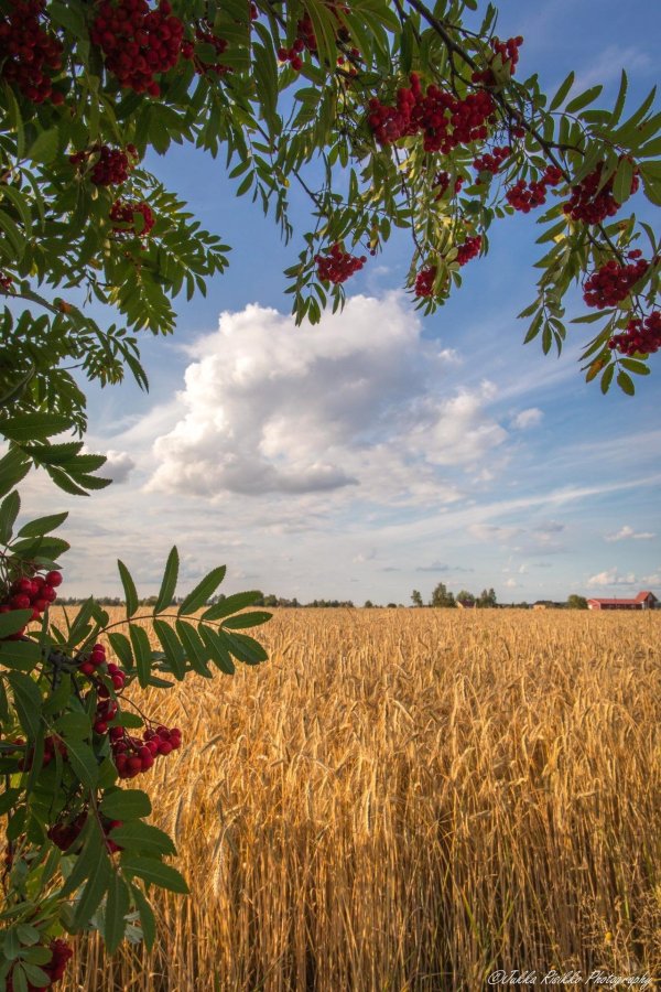 дерево рябина