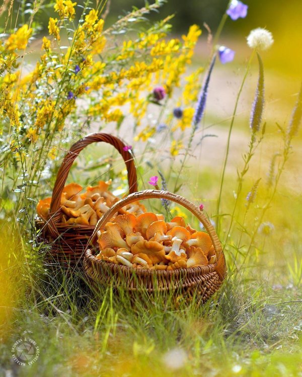 грибное лукошко