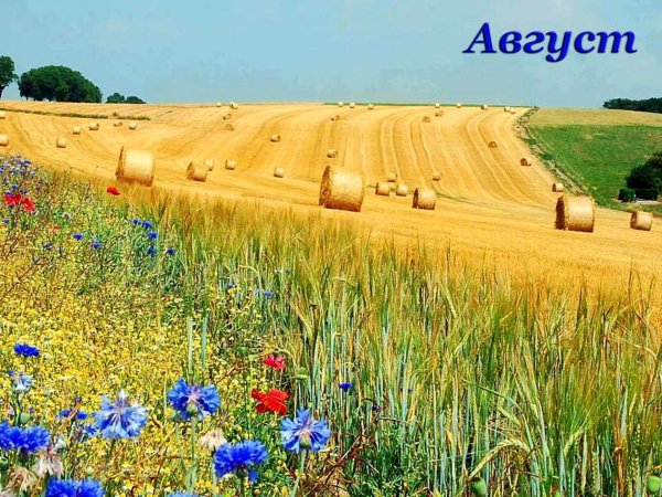 прокудингорский васильки во ржи