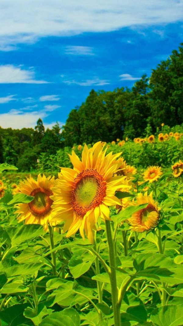 растение кубани подсолнух