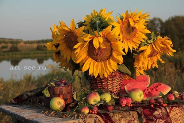 красивые подсолнухи